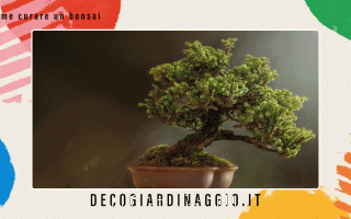 https://diggita.com/modules/auto_thumb/2022/10/21/1675982_Come-curare-un-bonsai_thumb.gif