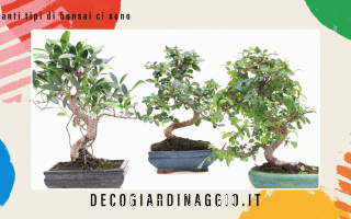 https://diggita.com/modules/auto_thumb/2022/10/21/1675983_Quanti-tipi-di-bonsai-ci-sono_thumb.gif