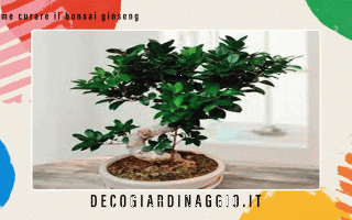 https://diggita.com/modules/auto_thumb/2022/10/21/1675984_Come-curare-il-bonsai-ginseng_thumb.gif