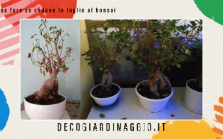 https://diggita.com/modules/auto_thumb/2022/10/24/1676054_Cosa-fare-se-cadono-le-foglie-al-bonsai_thumb.gif