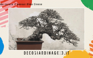https://diggita.com/modules/auto_thumb/2022/10/24/1676055_come-curare-il-bonsai-Olmo-Cinese_thumb.gif