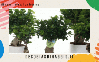 https://diggita.com/modules/auto_thumb/2022/10/24/1676056_Quali-sono-i-bonsai-da-interno_thumb.gif