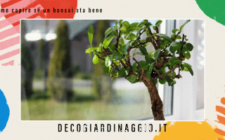 https://diggita.com/modules/auto_thumb/2022/10/24/1676059_Come-capire-se-un-bonsai-sta-bene_thumb.gif