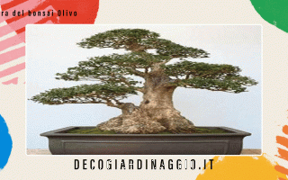 https://diggita.com/modules/auto_thumb/2022/10/25/1676092_Cura-del-bonsai-Olivo_thumb.gif