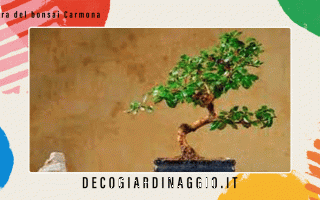 https://diggita.com/modules/auto_thumb/2022/10/25/1676093_Cura-del-bonsai-Carmona_thumb.gif