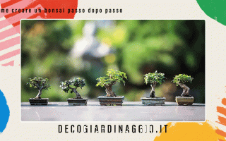 https://diggita.com/modules/auto_thumb/2022/10/26/1676147_Come-creare-un-bonsai-passo-dopo-passo_thumb.gif