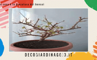 https://diggita.com/modules/auto_thumb/2022/10/26/1676149_Che-cosa-e-la-pinzatura-dei-bonsai_thumb.gif