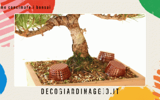https://diggita.com/modules/auto_thumb/2022/10/26/1676151_Come-concimare-i-bonsai_thumb.gif