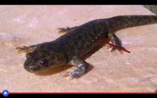 Animali: animali  salamandre  autodifesa  ossa
