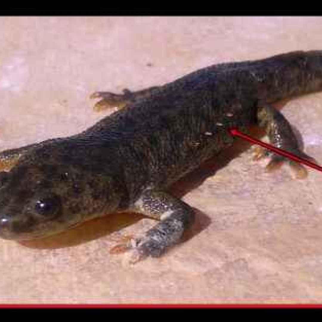 animali  salamandre  autodifesa  ossa