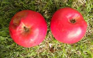 Cultura: Legamento  d’amore con la mela