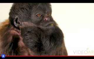 Animali: animali  scimmie  primati  brasile