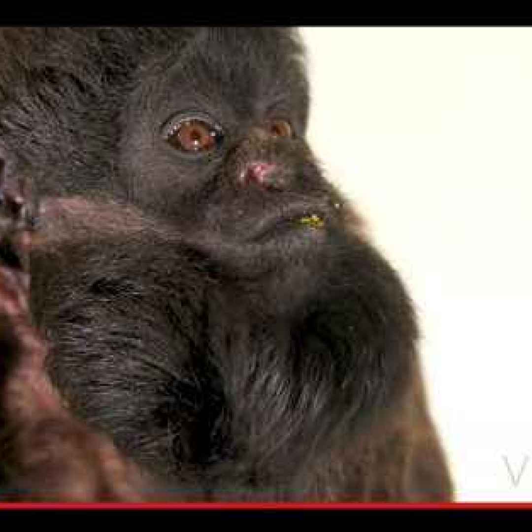 animali  scimmie  primati  brasile