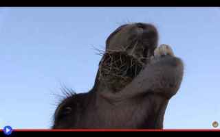Animali: animali  cammelli  mammiferi  erbivori