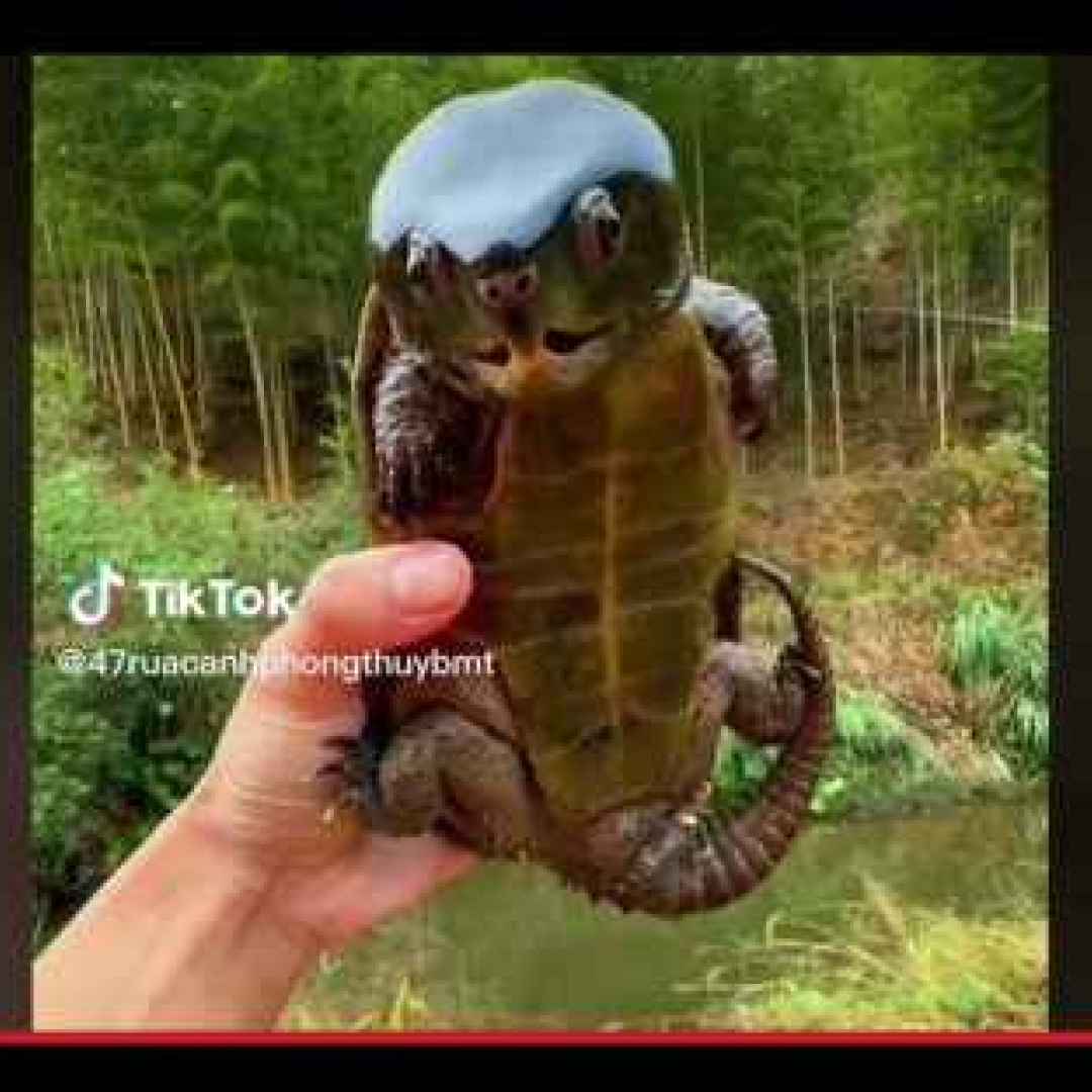 animali  tartarughe  rettili  strano
