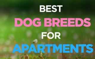 best apartment dogs  dogs for apartments