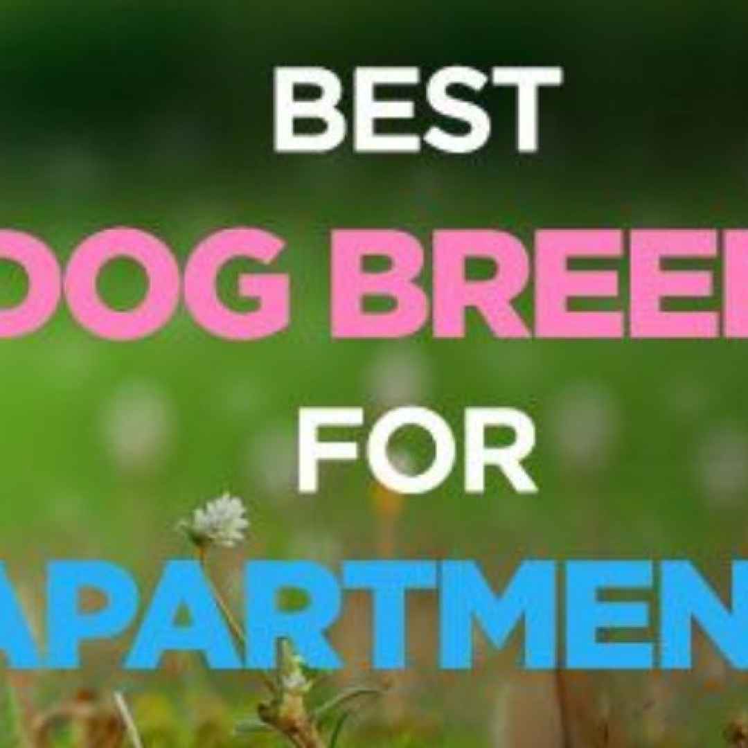 best apartment dogs  dogs for apartments
