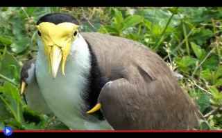Animali: animali  uccelli  australia  dal mondo