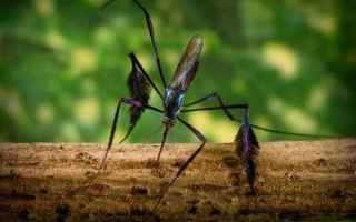 animali  insetti  zanzare  sudamerica