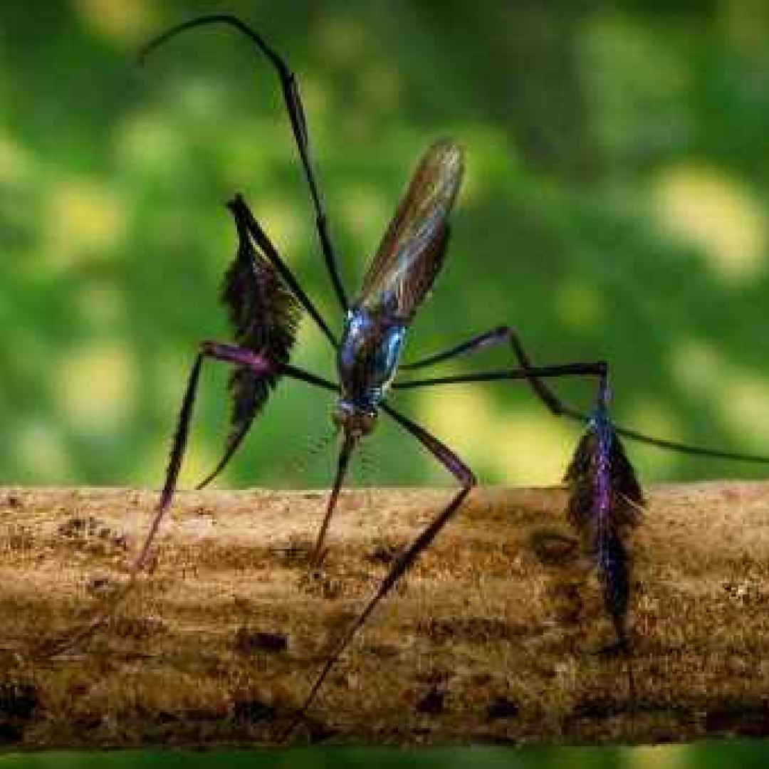 animali  insetti  zanzare  sudamerica