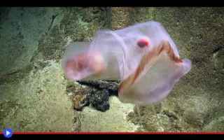 Animali: animali  cnidaria  meduse  strano