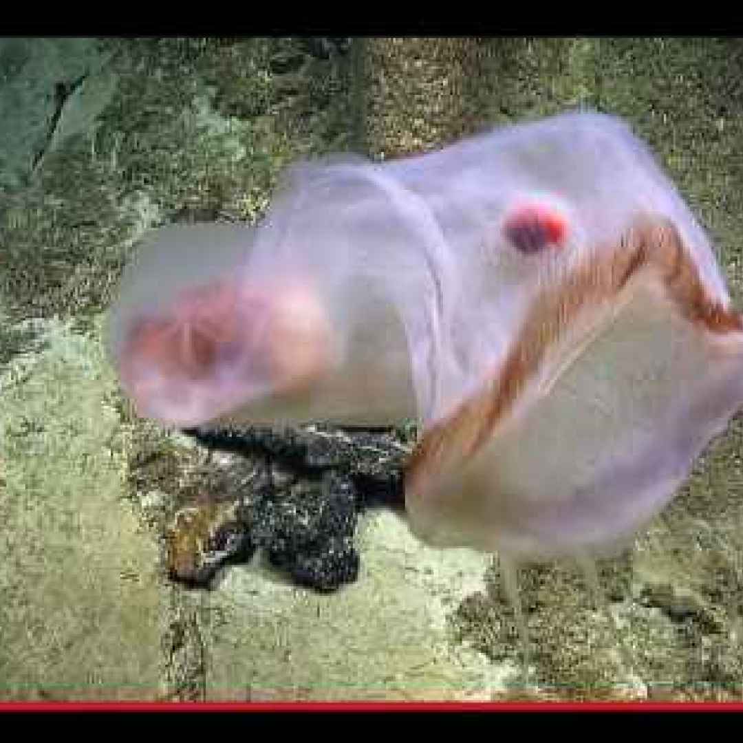 animali  cnidaria  meduse  strano