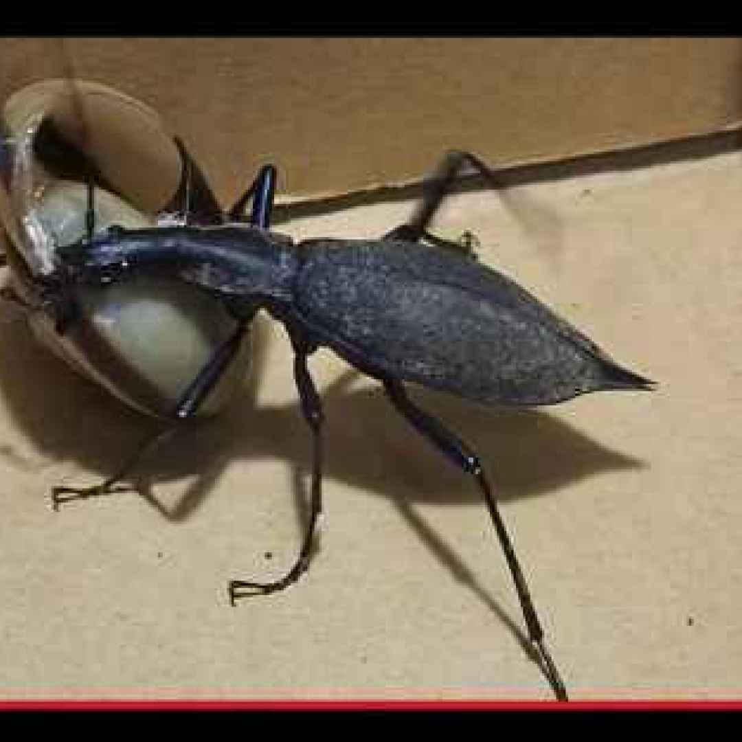 insetti  creature  animali  coleotteri