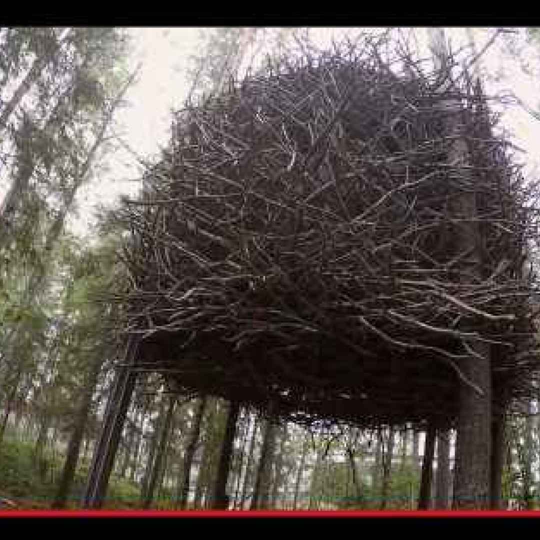 Albergo sugli alberi svedesi offre l’esperienza incomparabile del nido umano