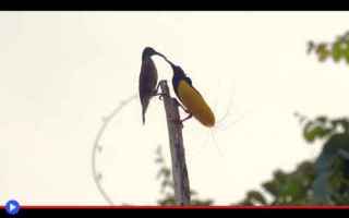 uccelli  paradisaeidae  indonesia  papua