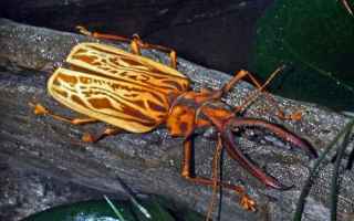 Animali: animali  insetti  coleotteri  cerambici