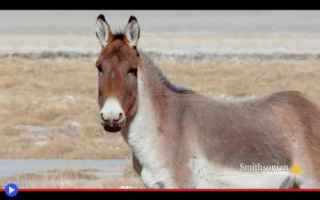 Animali: animali  equini  mammiferi  tibet  asia