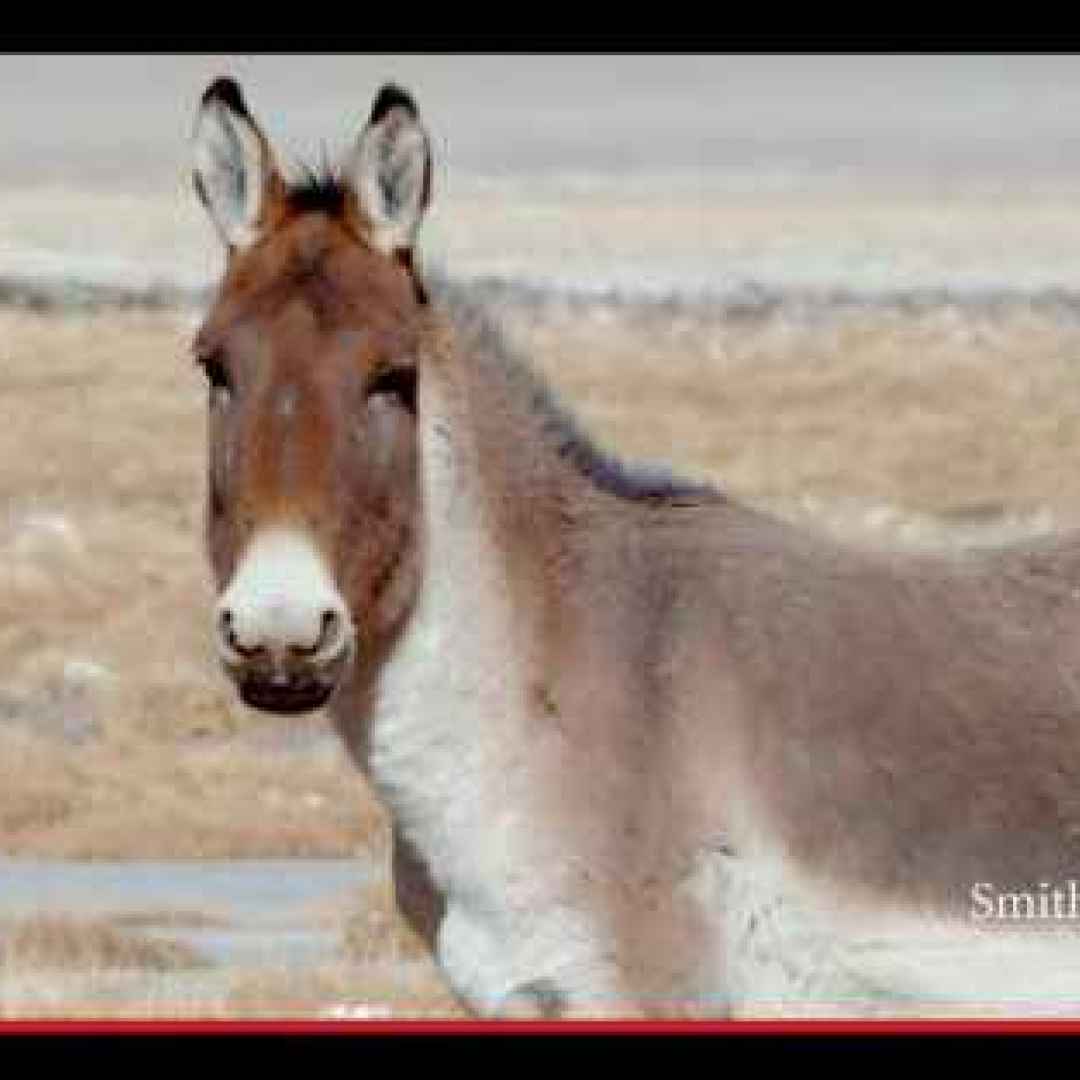 animali  equini  mammiferi  tibet  asia