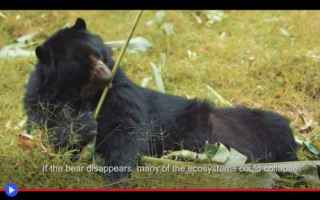 Animali: animali  creature  orsi  biologia