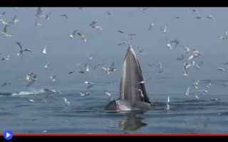 Animali: animali  balene  pesci  miti  leggende