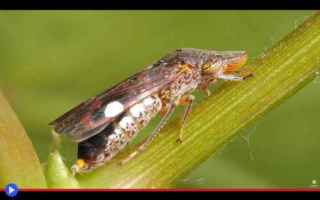 Animali: animali  insetti  biologia  evoluzione