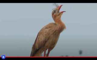 Animali: animali  uccelli  creature  sudamerica