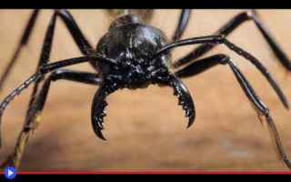 Animali: animali  insetti  formiche  imenotteri