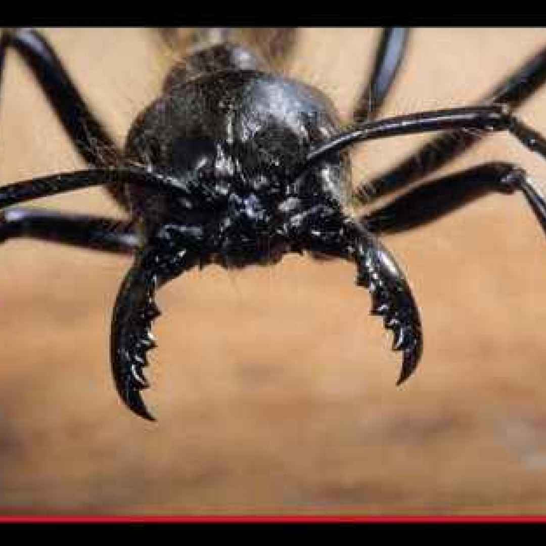 animali  insetti  formiche  imenotteri