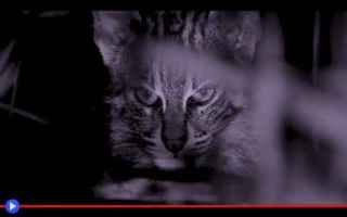 Animali: animali  gatti  felini  predatori  pesca