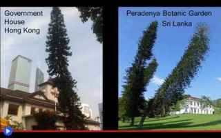 Ambiente: alberi  strano  natura  arbusti  tronchi
