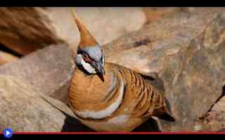 Animali: uccelli  animali  creature  tradizione
