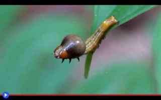 animali  insetti  lepidotteri  falene