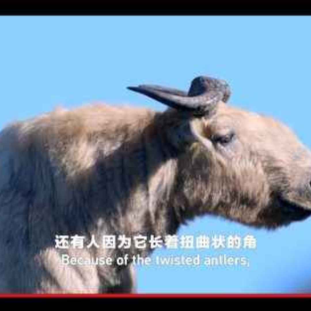 animali  bovidi  capre  pecore  tibet