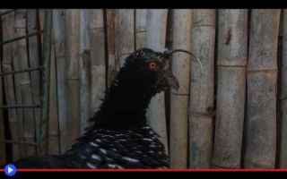 Animali: uccelli  creature  animali  sudamerica