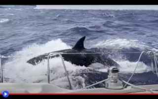 Animali: animali  cetacei  mammiferi marini