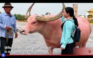 Animali: creature  animali  tori  mucche  bufali