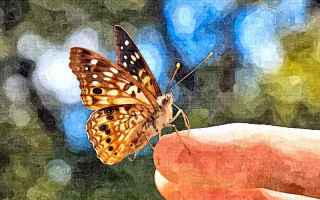 Cultura: elaborazioni grafiche  farfalla  hesse