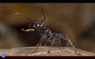 Animali: animali  insetti  imenotteri  formiche