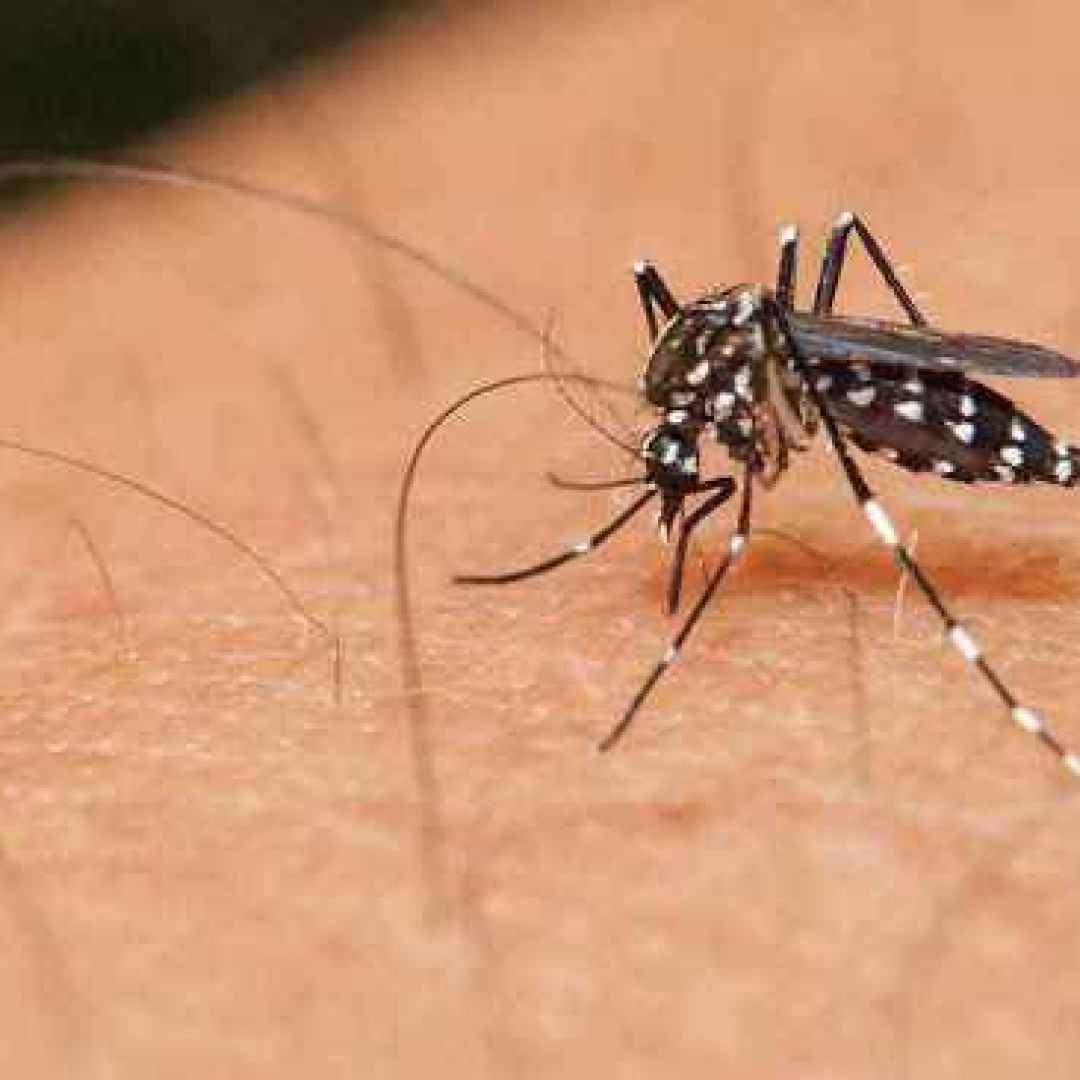 zanzare  malaria  guardoni