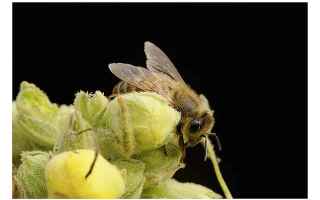 Animali: api  miele  ubriachezza